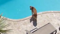 Pas skočio u bazen pa se u jednom dahu spustio do dna: Kakav ronilac