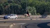 Nesvakidašnja scena u Beogradu: Konj "prošetao" gradom, rame uz rame sa drugim učesnicima saobraćaja