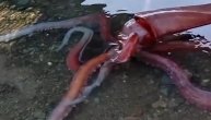 Sme li neko da zagazi u vodu? Veoma živa i 70 kilograma teška lignja došla na plažu