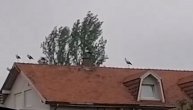 Snimak beogradskih krovova: Rode se vratile