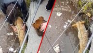 Klinci u Smederevu pokazali veliko srce: Spasili psa koji se davio u nabujalom kanalu