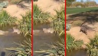 Pritajena divlja mačka ulovila patkicu za užinu i to nasred golf terena