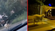 2 neverovatna prizora u 2 suprotna dela Beograda: Ovce trče niz ulicu, vozači gledaju i ne veruju