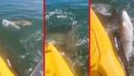Kajakaš pecao nasred mora: Sve je bilo dobro dok za ribom nije krenula ogromna ajkula