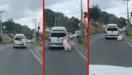 Znala je šta je čeka ukoliko ne pobegne: Krmača iskočila iz kola u pokretu