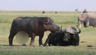 Nilski konj senzualno šašoljio bivola po grbini pa se desilo neizbežno: Privlačnost ne zna za vrste