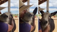 Zadremalo u naručju vlasnice dok ga je ona češkala: Kada magare voli, voli najviše na svetu: