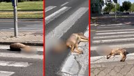 Mrtav srndać u lokvi krvi na pešačkom, neko ga je udario kolima i pobegao: Tuga na Novom Beogradu