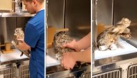 Veterinar objašnjavao kako ošamućenu sovu bezbedno spustiti u kavez: Velika glava ipak prevagnula