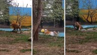 Tigar se igrao loptom, pa upao u bazen: Izgleda da divlja zverka nije neki plivač, jedva se izvukao