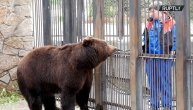 Meda Miškin je novi stanovnik zoo vrta: Živeo je 10 godina pored puta, a sada je dobio pravi dom