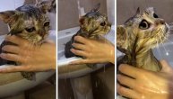 Vlasnici ga okupali i uništili mu dan: Šta sve mora jedno mače da istrpi zbog lepote