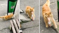 Da li je ovo najslađi lopov na svetu: Mačka ukrala hranu pa brže bolje pobegla
