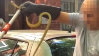 Uhvaćena zmija u majke Jevrosime: Deca je spazila na gumi automobila, dok su se igrala