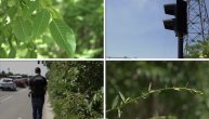 "Džungla" na Bežanijskoj kosi: Rastinje tera ljude na ulicu