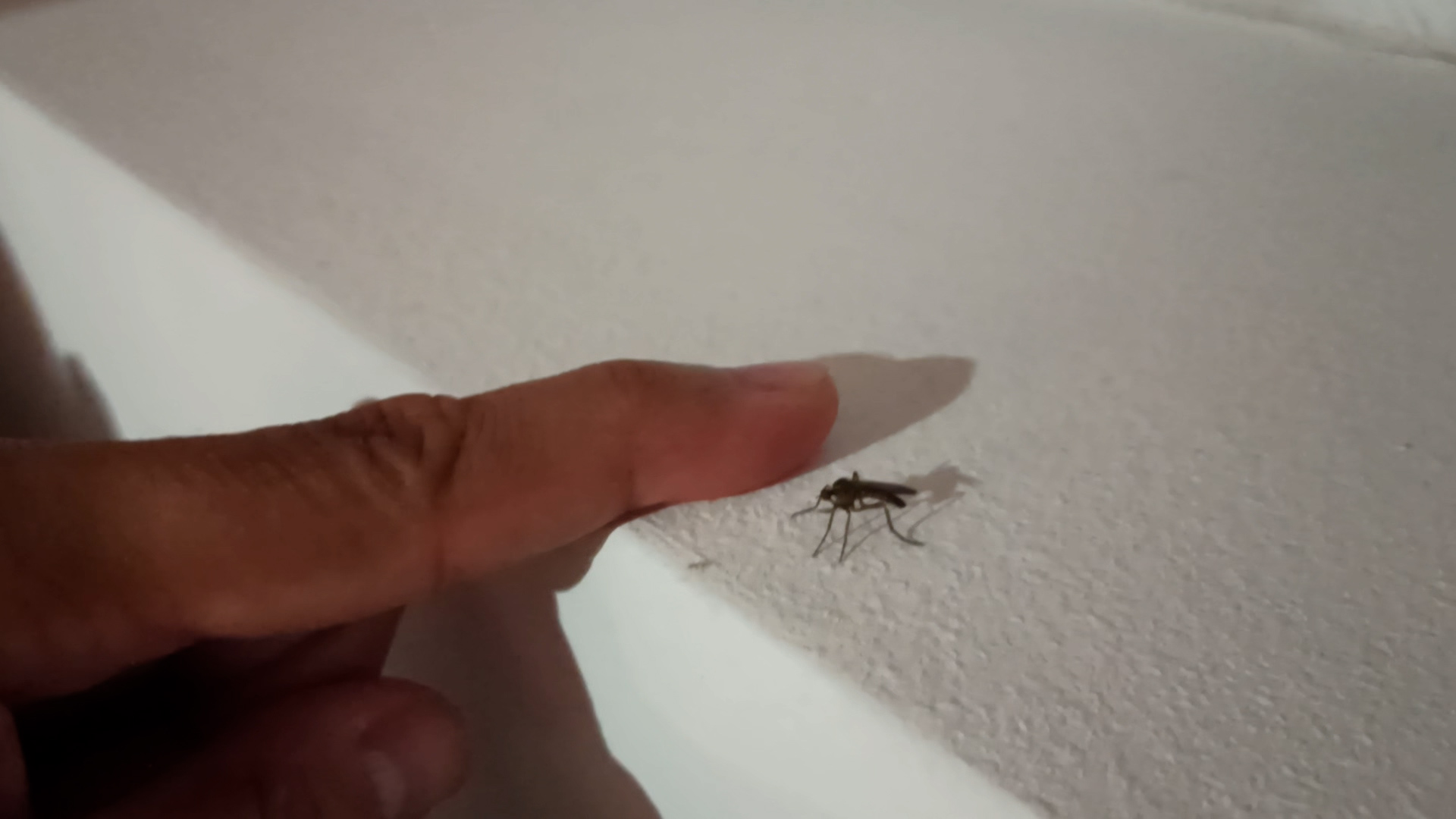 Crni komarac veličine nokta Da li je ovo nova vrsta krvopije