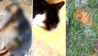 Uznemirujući snimak iz Požege: Otrovana maca uginula vlasnici na rukama, komšije opet truju ljubimce