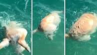 Da li je on delfin ili pas: Ne bi nas čudilo da ga upišu na umetničko plivanje