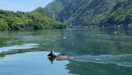 Srndać preplivava jezero da nađe partnerku u drugoj zemlji