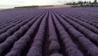 "Influenseri" mogu biti originalni na predivnim poljima lavande: Solun ima novu atrakciju