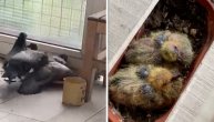 Beograđaninu se golubovi izlegli na terasi: Napravili gnezdo ispod stolice i sada tu imaju ptiće