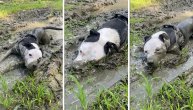 Polu pas polu prase: Okupao se u blatu i to "za sve pare"