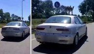 Nesvakidašnja scena u Obrenovcu: Pas se vozi na krovu automobila