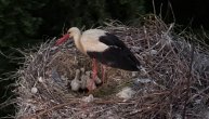 Par roda se treću godinu zaredom vraća u Požegu: U gnezdu na dimnjaku škole odgajaju mladunce
