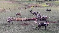 Borba za hranu vredna rizikovanju života: Jedan krokodil protiv čopora divljih pasa