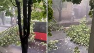 Drvo palo na autobus u Zemunu: Strašno nevreme izazvalo kolaps u Beogradu i okolini