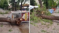 Posledice nevremena u Zemunu, oboreno još jedno drvo