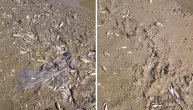 Reka Raška ponovo na udaru: Građani jutros zatekli gomilu mrtve ribe, plaše se za zdravlje