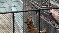 "Pecanje" tigrova i krokodila u Zoo vrtu: Bizarna atrakcija za posetioce da se poveća zarada