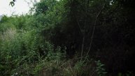 U beogradskom naselju se pojavljuju zmije: Razlog gusto rastinje, građani od straha spuštaju roletne