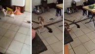 Kakva si ti, bre, to mačka?! U lokalu na Novom Beogradu snimljeno kako pacov juri macu koja beži
