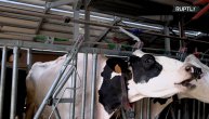 Zbog vrućina krave daju do 3l manje mleka: "Srećko" je zato ugradio tuševe i ventilatore u štalu