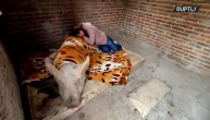 Hrani je na flašicu i spavaju u istom krevetu: Krmaču od 400 kilograma odgaja kao ćerku