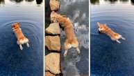 Hladi se u vodi dok mu vlasnik slika pozadinu: Najslađi influnser među psima