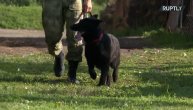 Pronalaze drogu, spasu na stotine života, a on ih obučava: Upoznajte trenera neustrašivih K-9 pasa