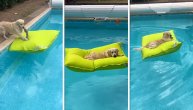 Pas koji zna kako da preživi toplotni talas: On živi za kuliranje na bazenu