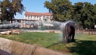 Slon uživa u kupki u beogradskom Zoo vrtu: Evo kako se rashlađuju životinje po tropskim vrućinama