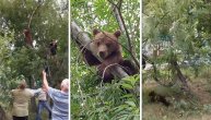 Medved se popeo na drvo u dvorištu zgrade i nije mogao da siđe: Odbio da sarađuje sa spasiocem