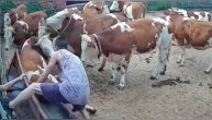 Nasrnula krava na kravu pa završila u pojilu, farmer jedva popravio lom: Kad krave polude