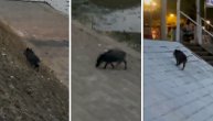 Isplivala iz Dunava i otrčala ka gradu: Divlja svinja viđena u Beogradu