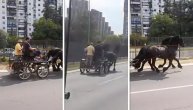Konji galopiraju Beogradom: Vozač autobusa sve to snimao