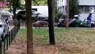 Neverovatna scena na Novom Beogradu: Svinja se šetka na pešačkoj stazi