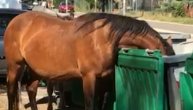 Neverovatna scena u Višnjičkoj banji: Konji jedu iz kontejnera usred bela dana