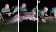 Ribolovci u Hrvatskoj upecali neman od 100 kg i dva i po metra: Čekali smo 30 godina na takvu ribu