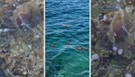 Problem na Jadranu: Pojavile se plave meduze