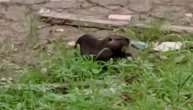 Nutrija "pozira" pored šetača: Beograđani u čudu